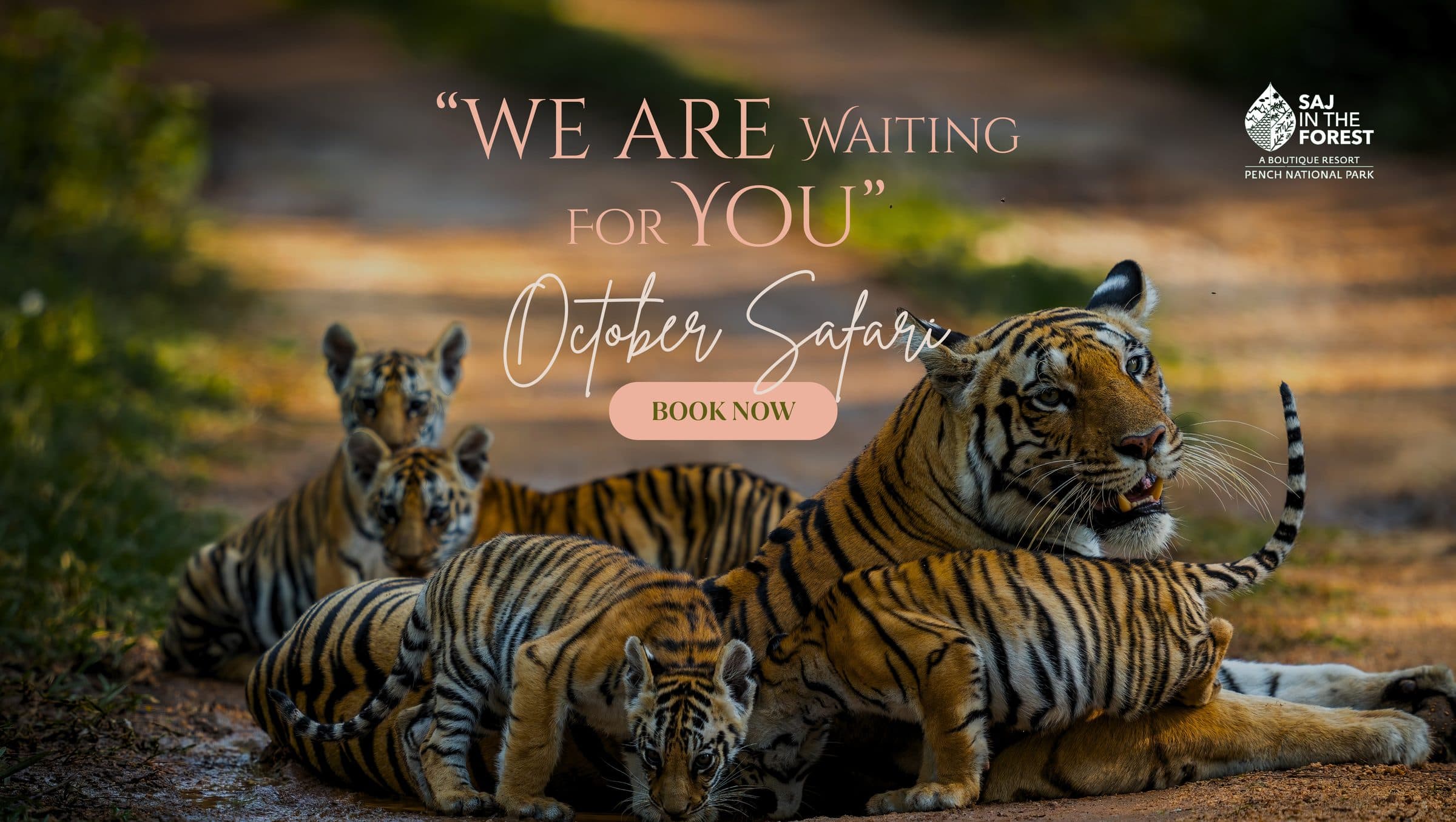 October Safari Offer at Saj in the Forest - Pench National Park