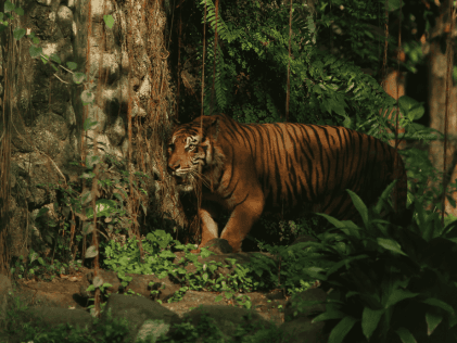 forest-image3