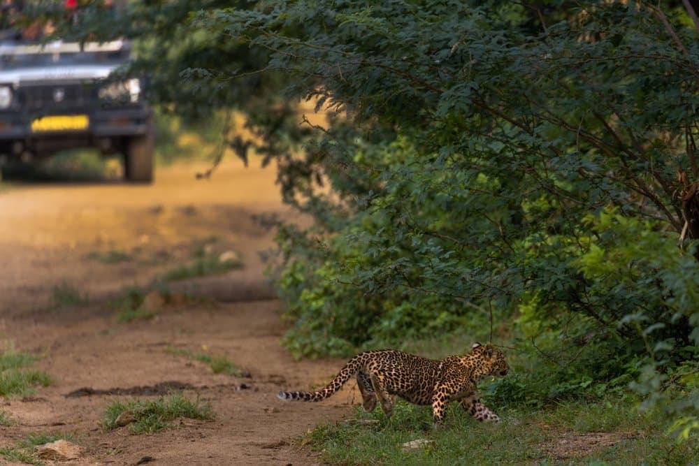 big 5 of pench: what makes our safari different