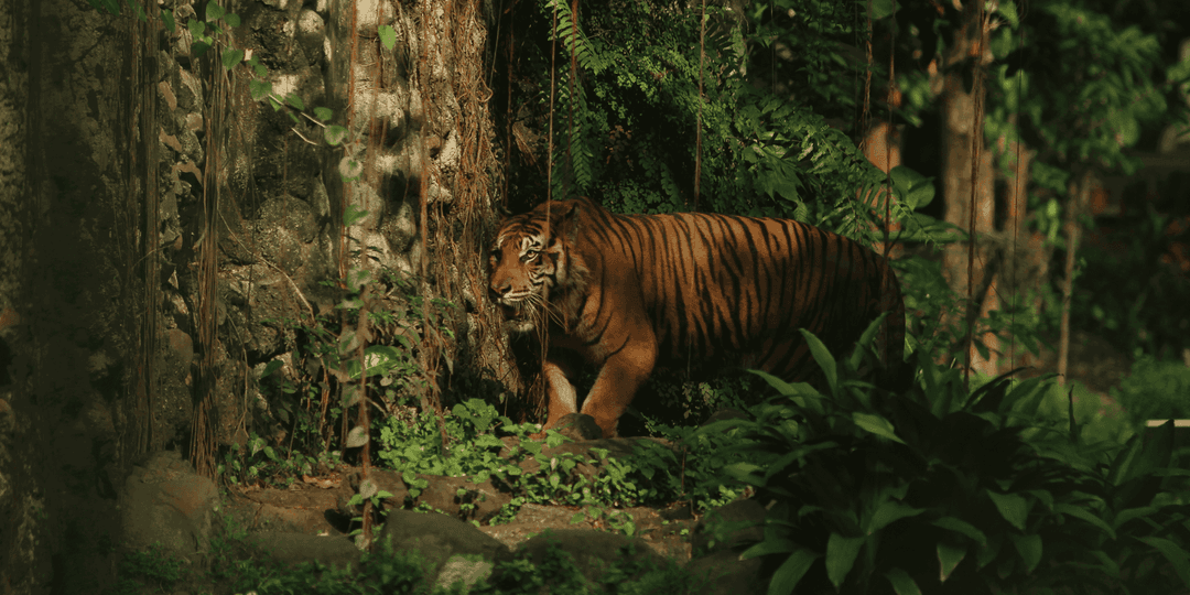 best time to visit pench national park